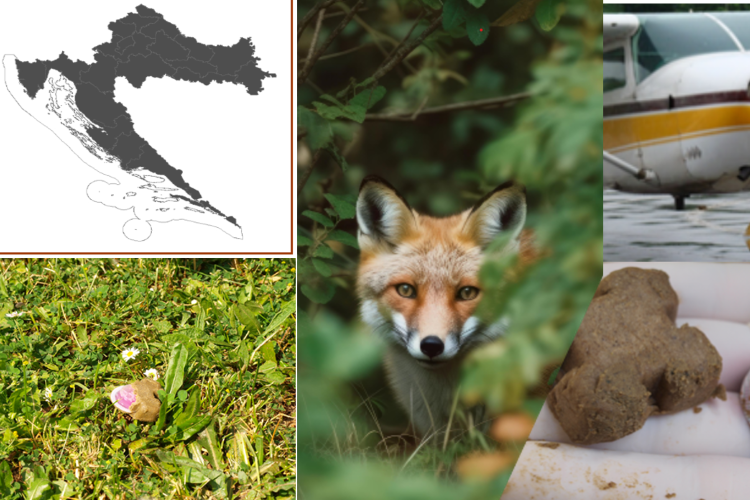 Započinje proljetna kampanja oralne vakcinacije lisica na području Republike Hrvatske